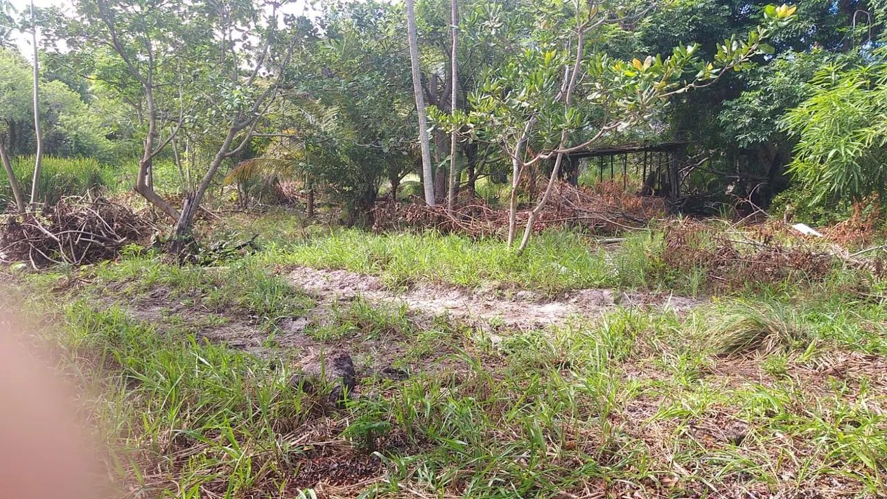 Terreno em monte gordo  - Foto 2