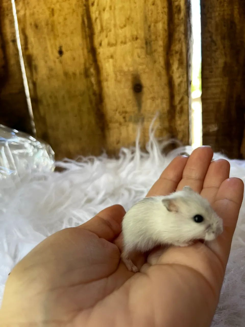 Hamsters - Foto 2