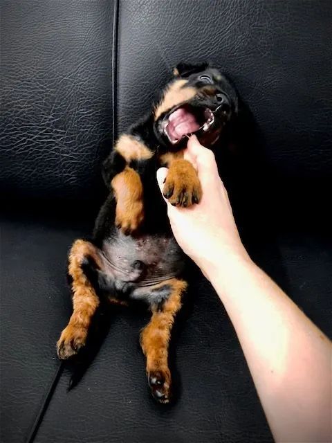 Filhotes de Rottweiler  - Foto 2