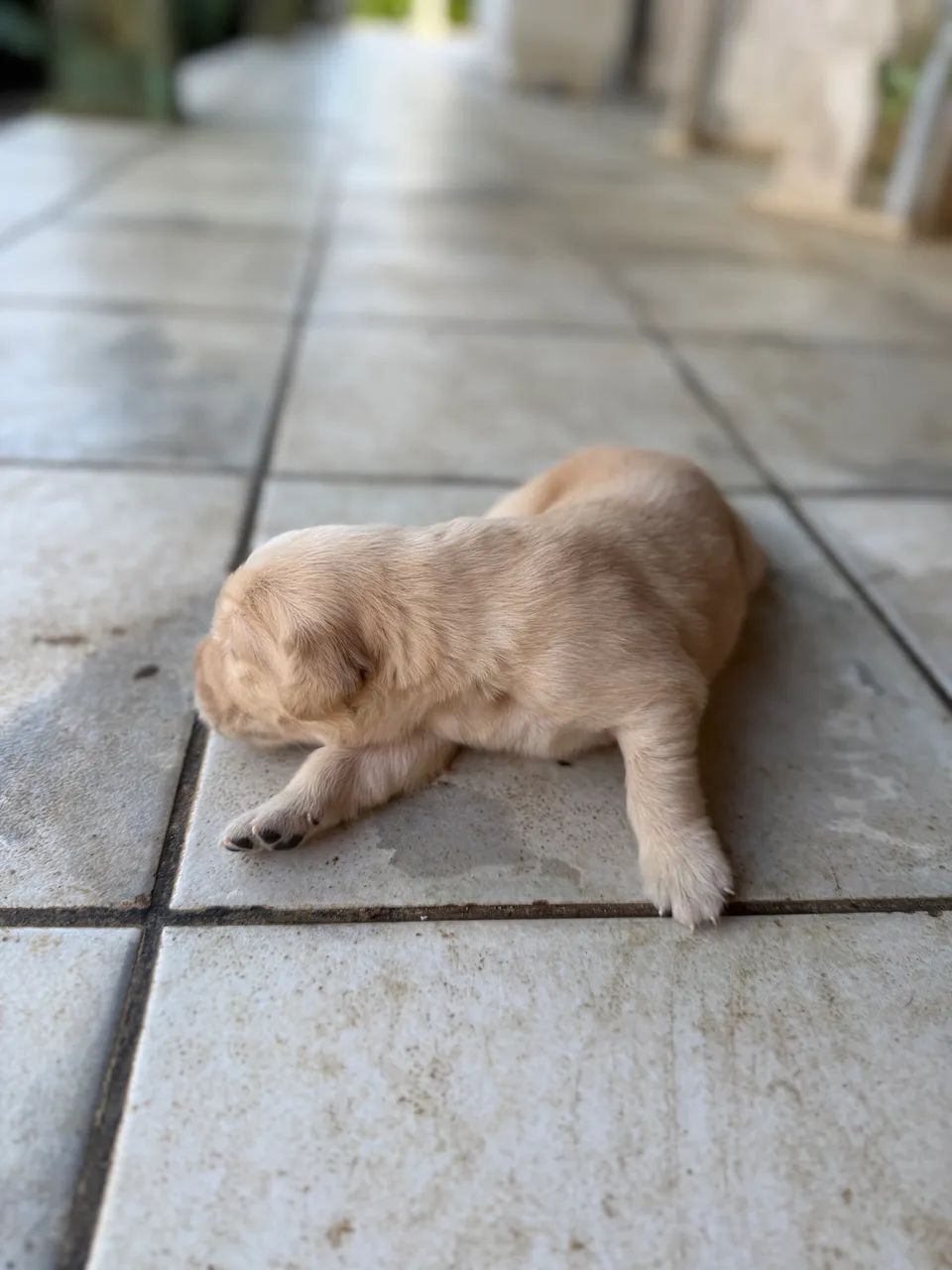 Golden retriever com pedigree  - Foto 4