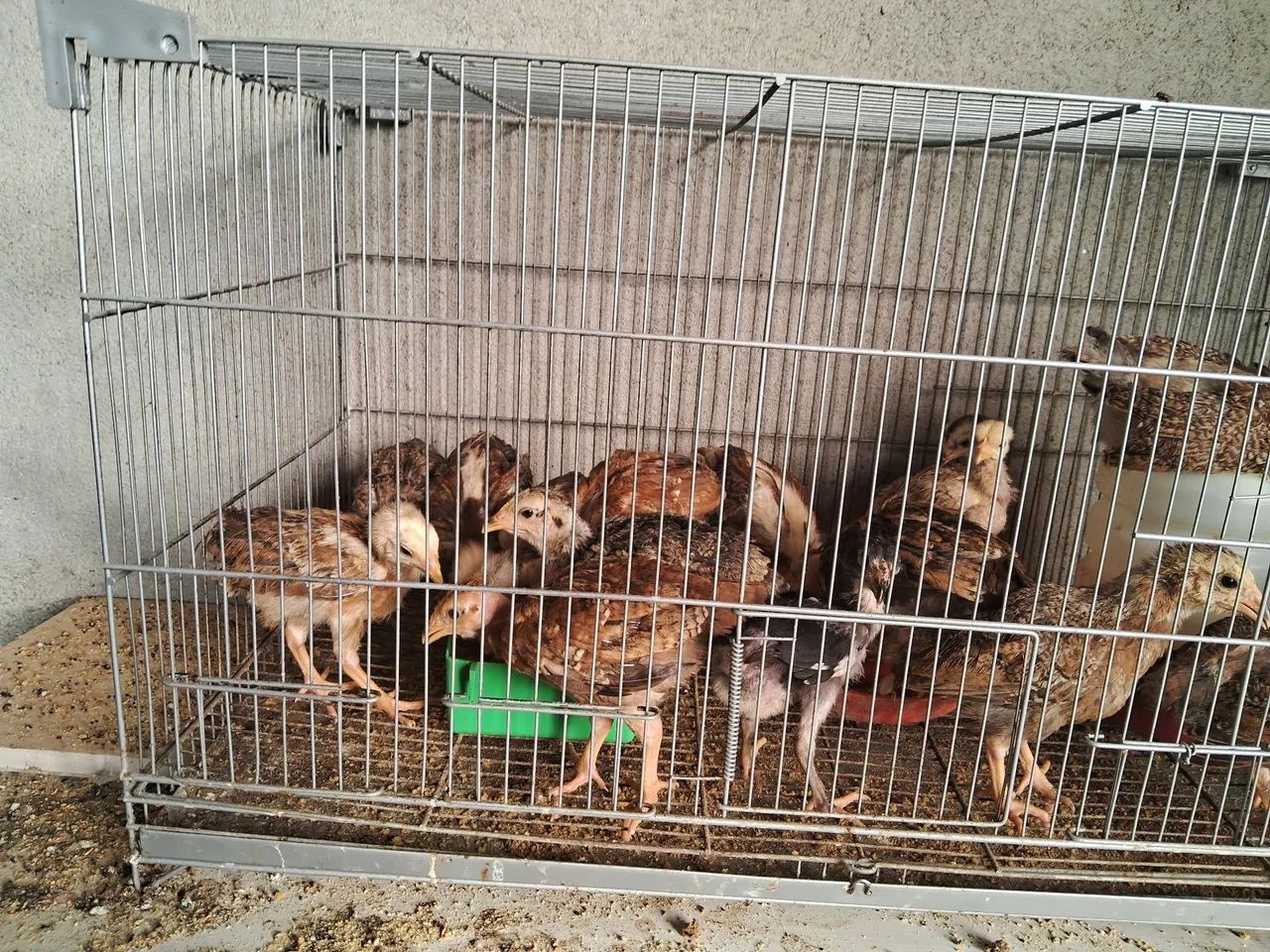 Vendem- se pintinhos polaco gigante com charrua - Foto 2