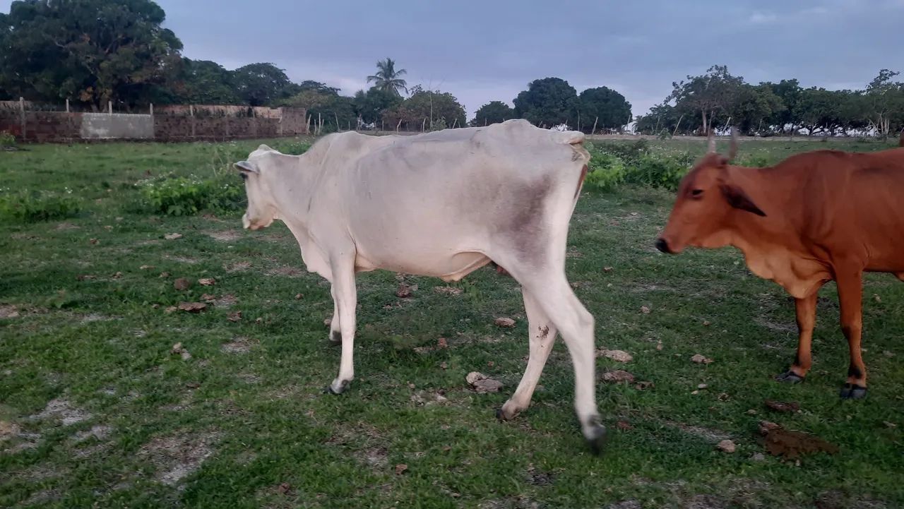 VACA NELORE COM TABAPUÃ PRA VENDER