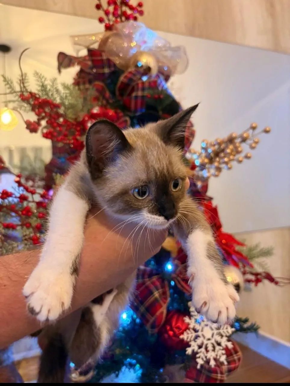 Doação de gatinha 