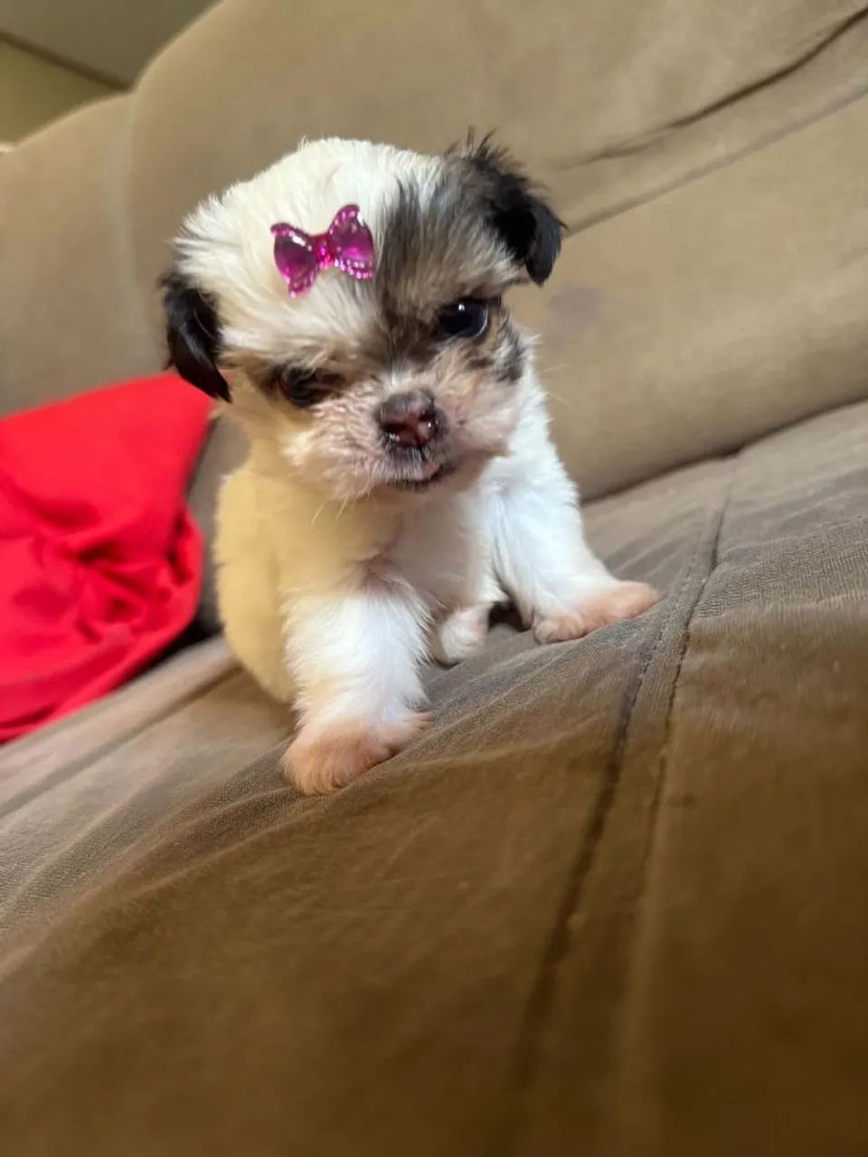 Vende-se cachorro Shitzu  - Foto 2