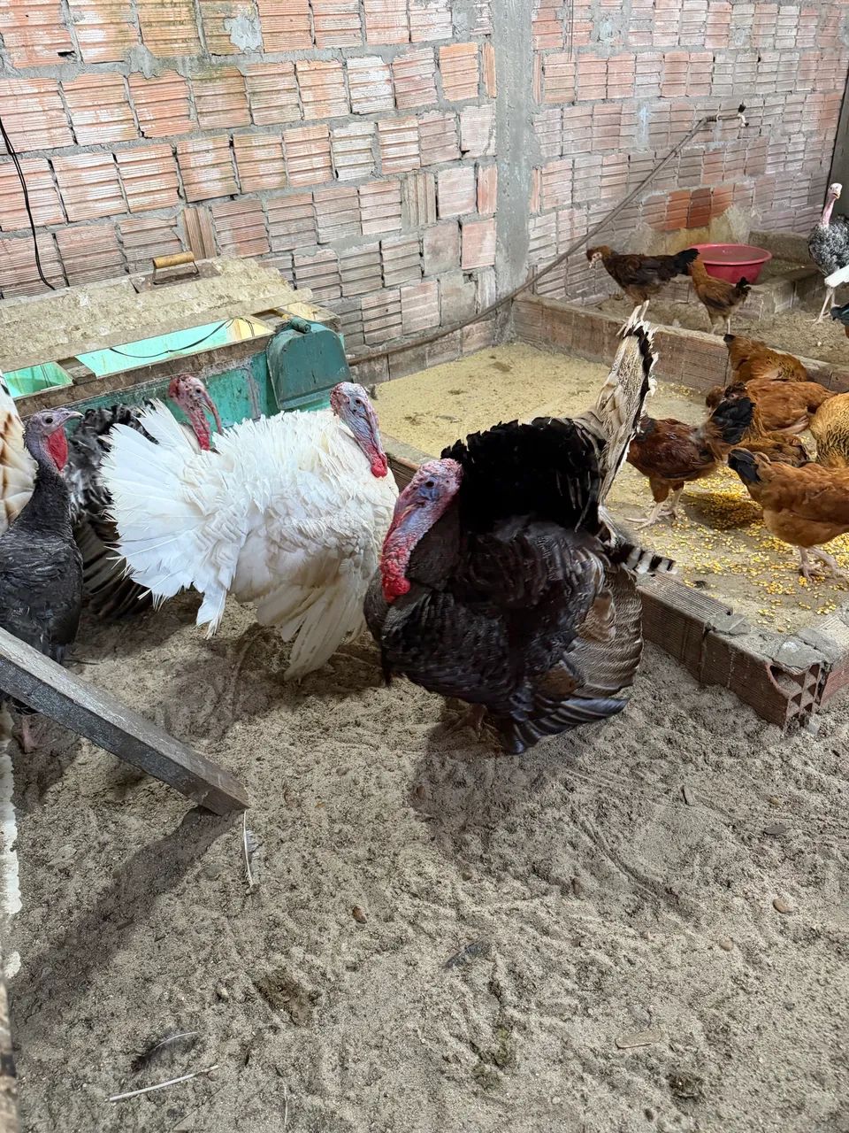 VENDE SE PERU - Foto 4