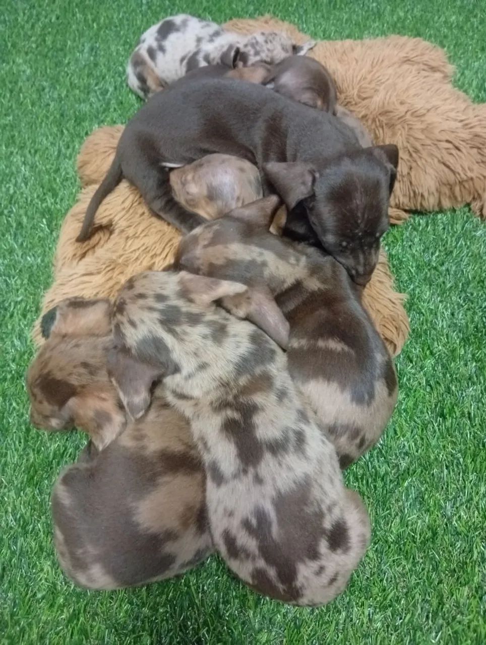 Filhotes de daschund  - Foto 2