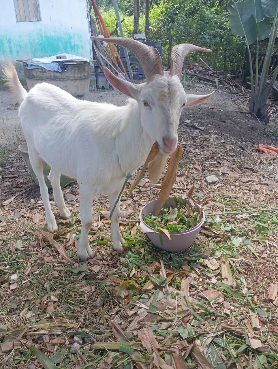 animal  - Foto 2