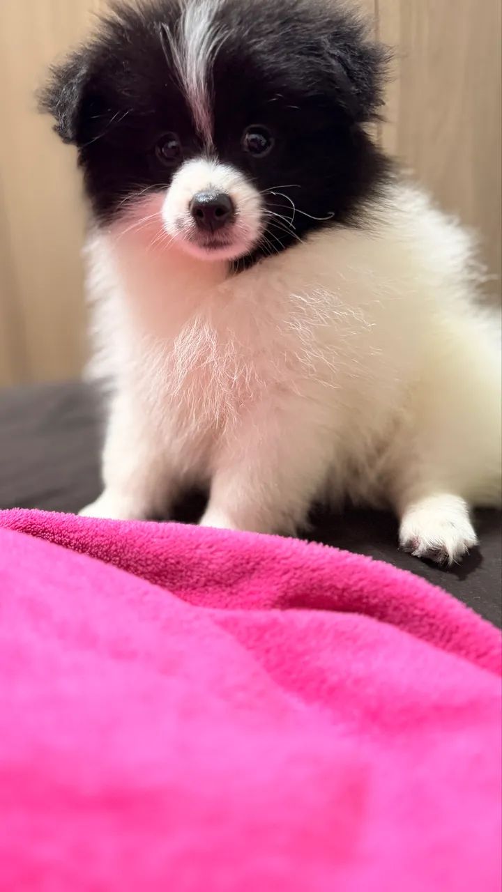 Spitz alemão  - Foto 2