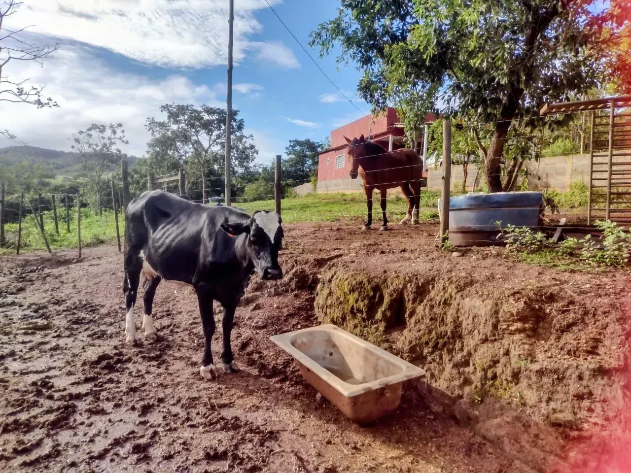 Chácara de 13 hectares no Capão da Onça - PARANOA  - DF 130 - Foto 5
