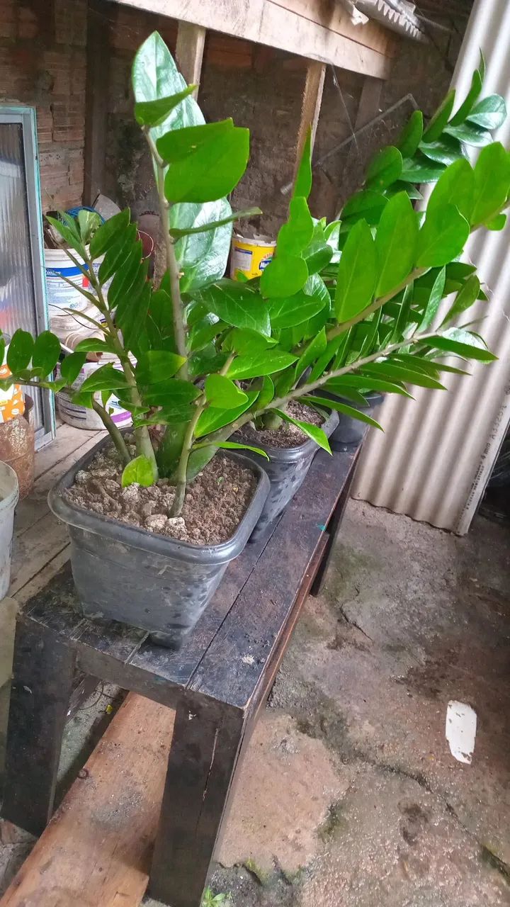 Estou vendendo valores variados 25 30 40 zap( *) mcp  - Foto 3