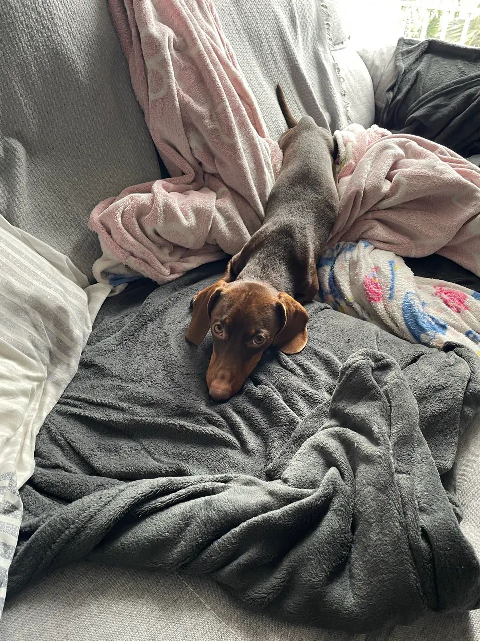 Dachshund (Salsicha) puro com pedigree - macho - Foto 2