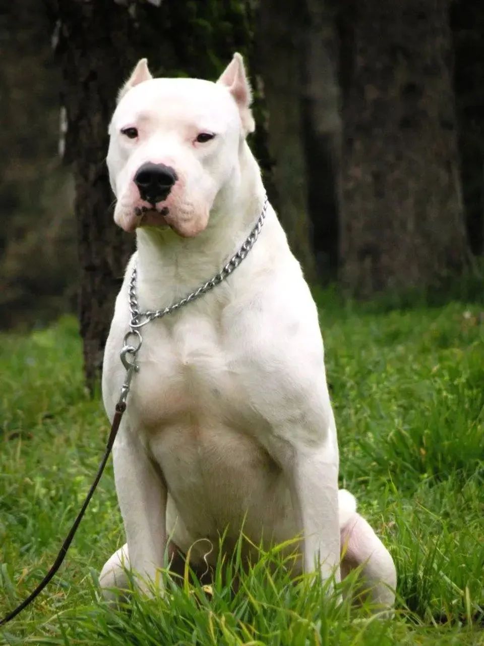 Dogo Argentino  - Foto 2