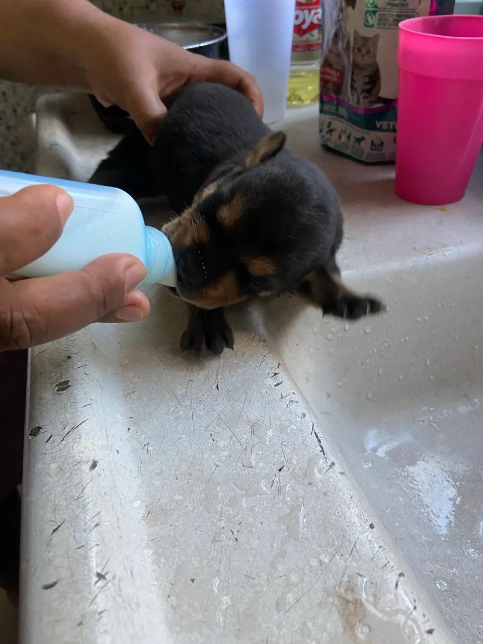 Rottweiler mestiço com vira lata - Foto 4