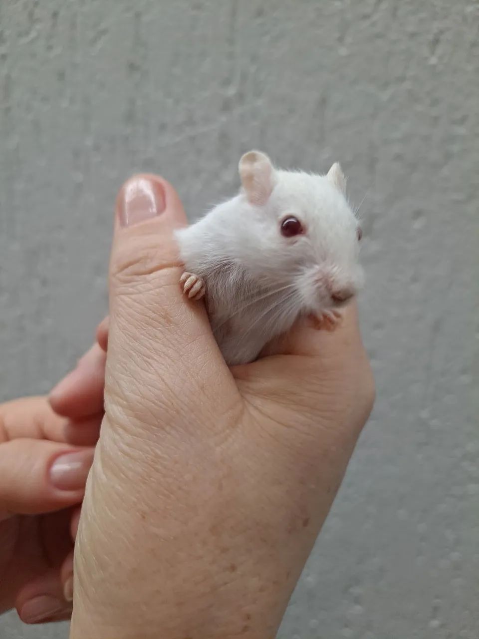 Gerbil- Esquilo da Mongólia lindos - Foto 4