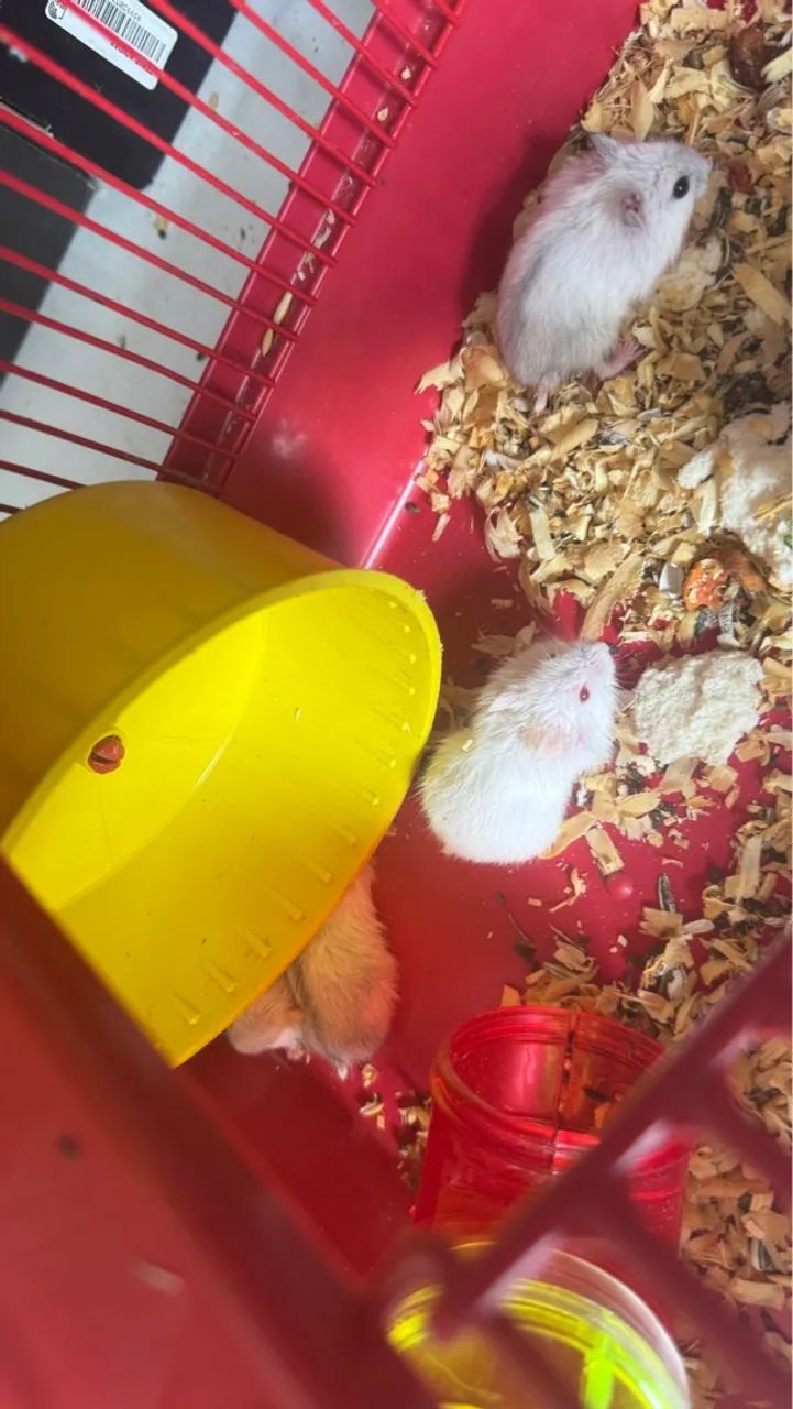 Hamster Anão