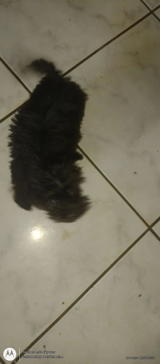 Maltês com Poodle 