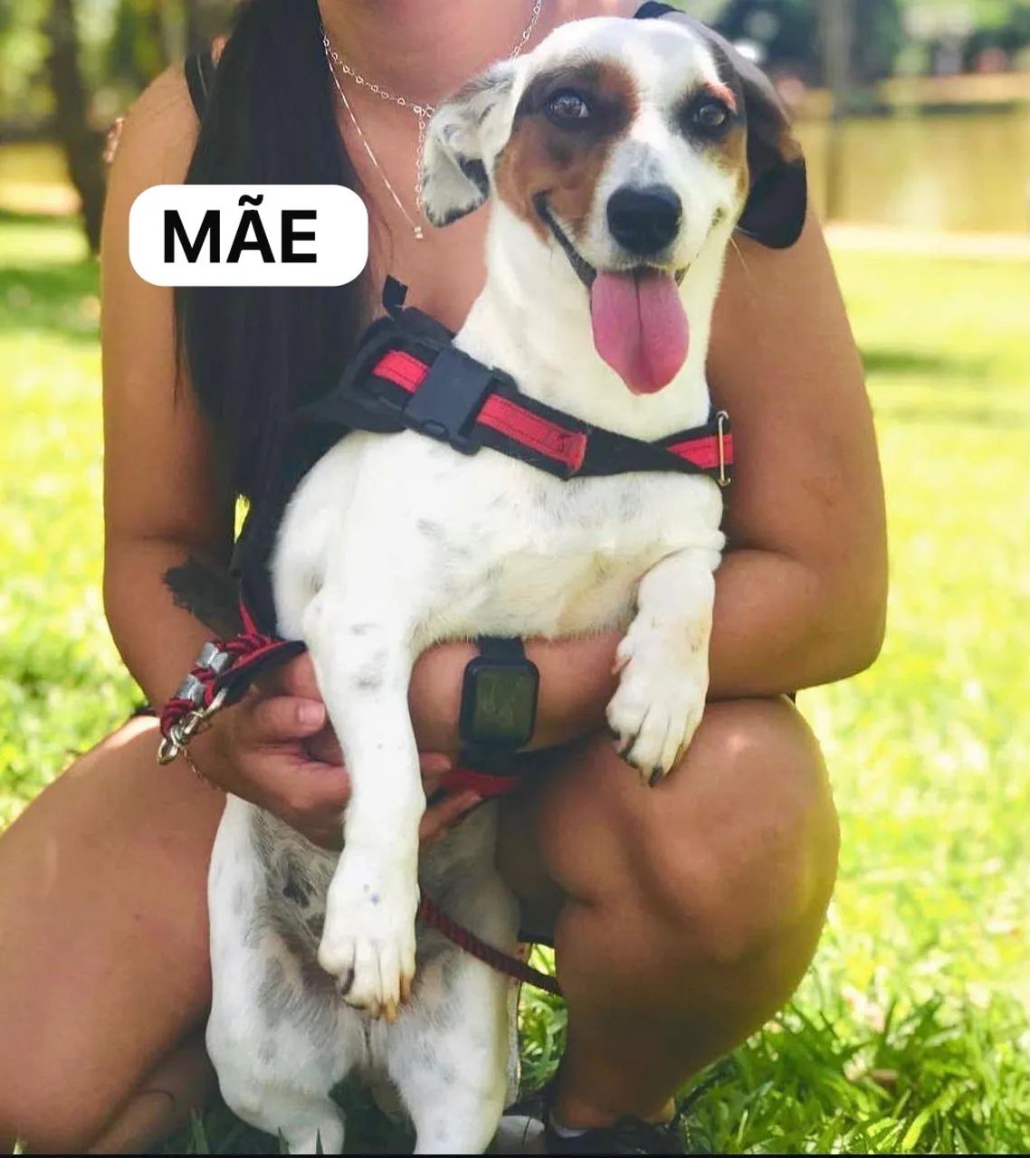 Doação de cachorros  - Foto 2