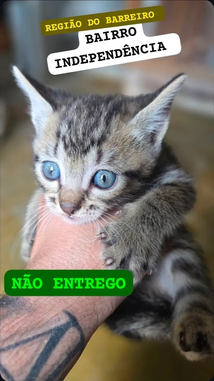 Gato ?  - Foto 2
