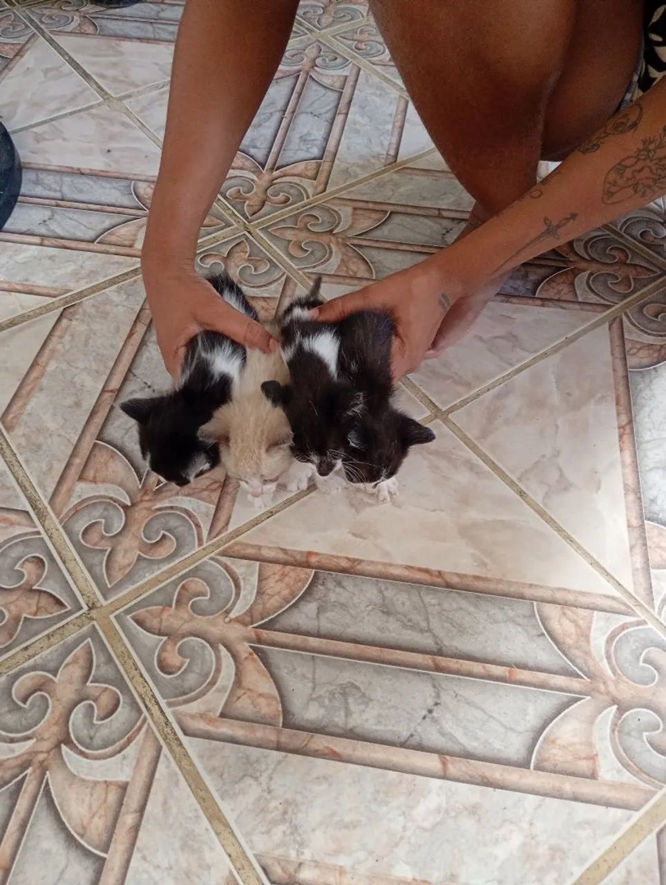 Doação gatinhos  - Foto 2