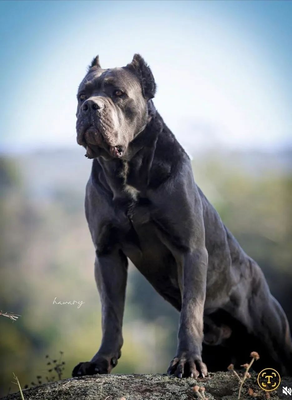 Filhotes de cane-corso com pedigree - Foto 5