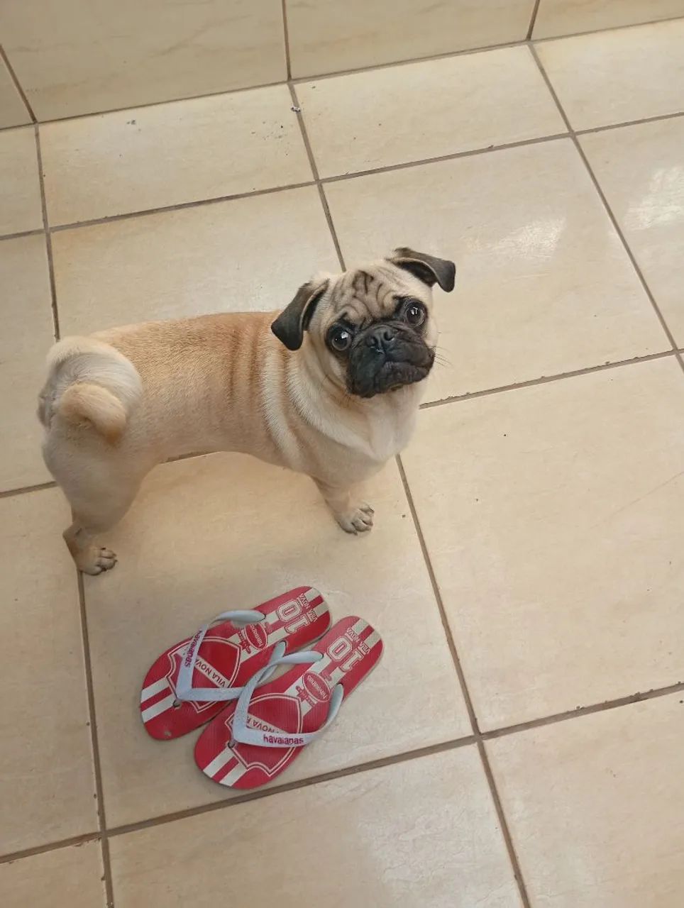 Procurando namorada tem 2 anos  - Foto 4