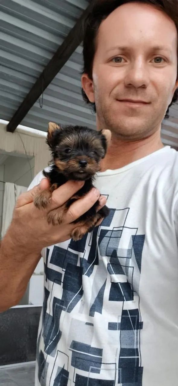 Filhotes de Yorkshire Terrier mini - Foto 4