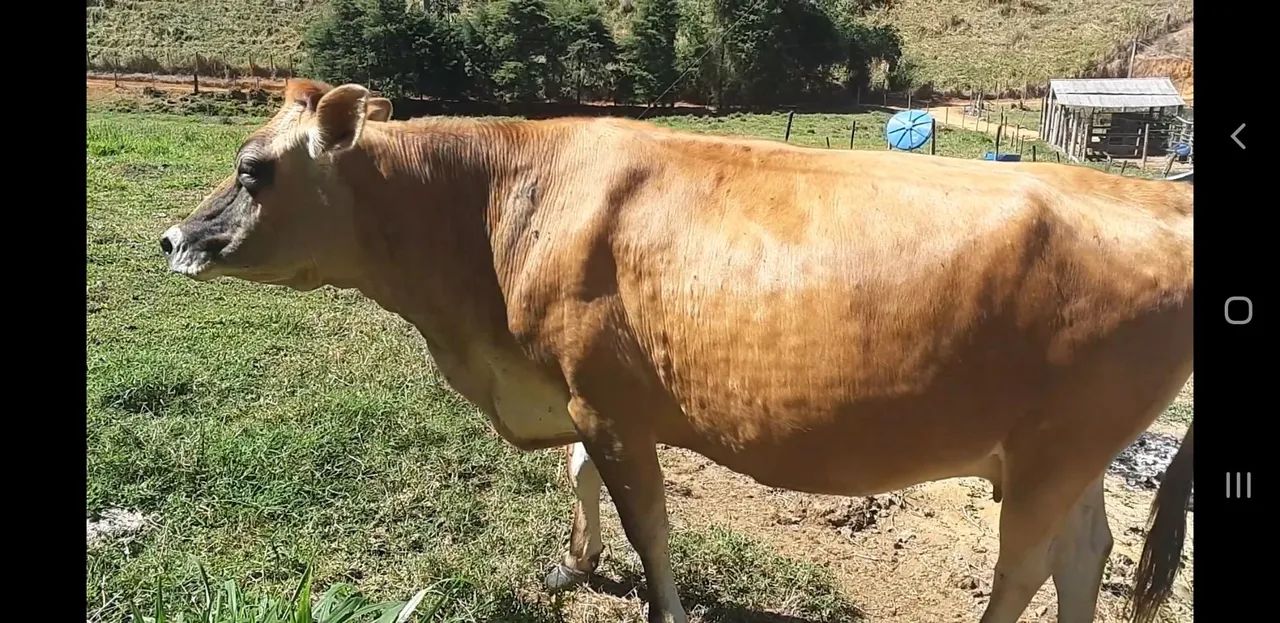 Vaca jersey