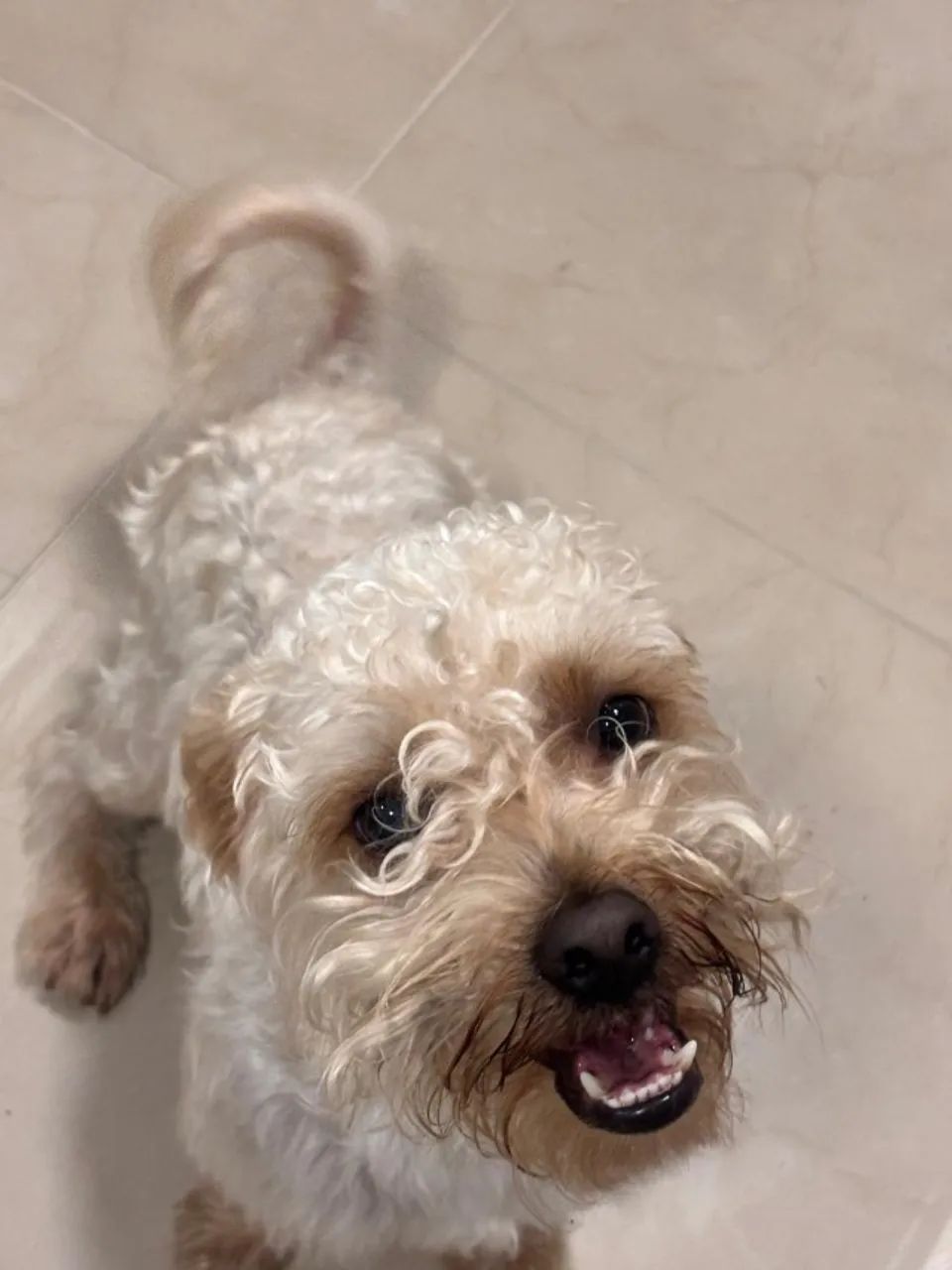 Cachorro vira lata macho 1 ano de idade