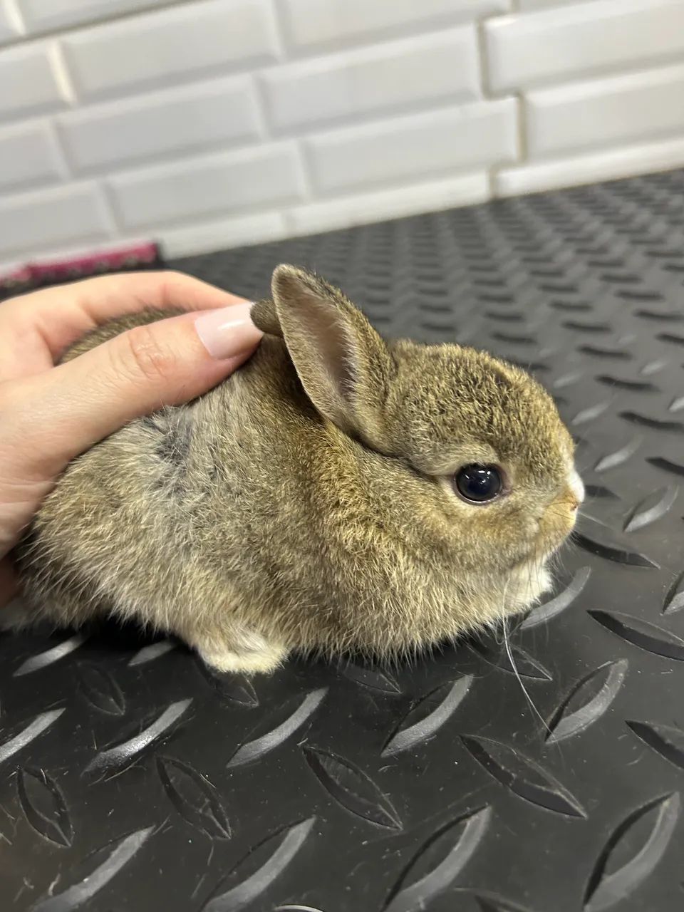 Mini coelho NETHERLAND 
