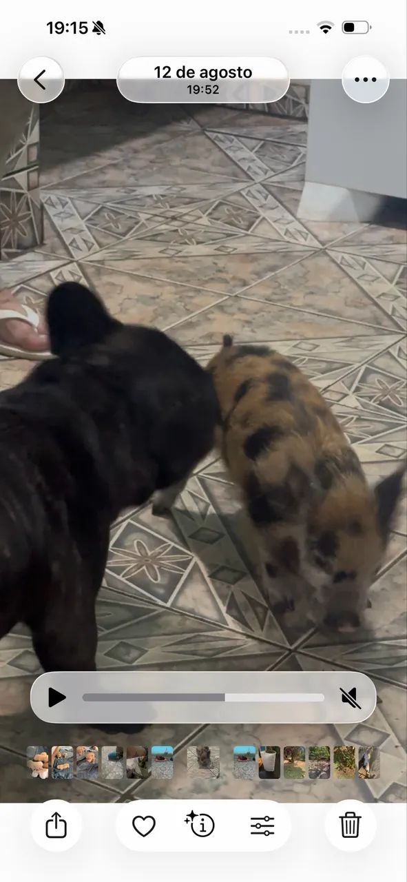Mini / micro Pig 