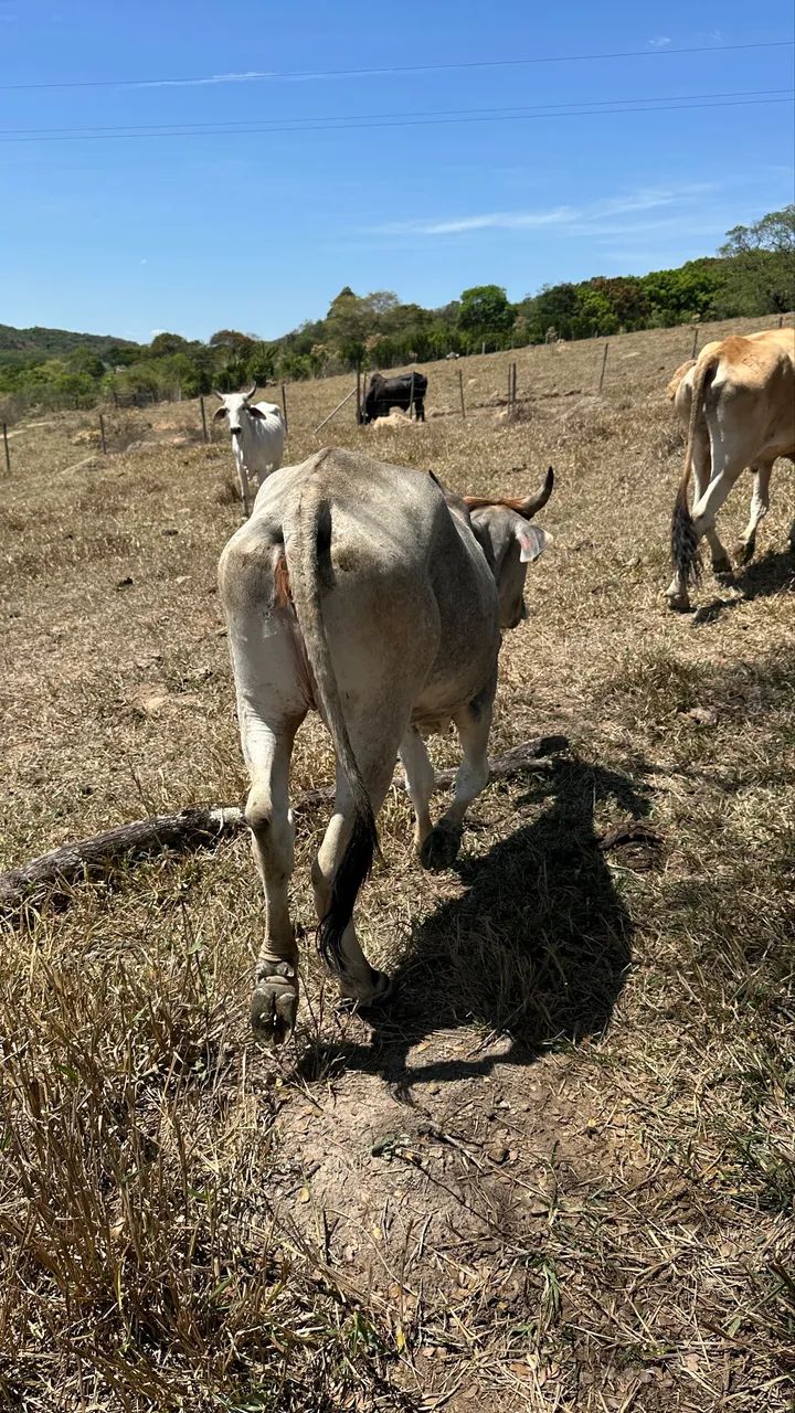 Novilhos e novilha  - Foto 3
