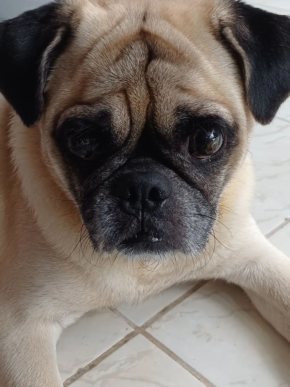 Pug macho 