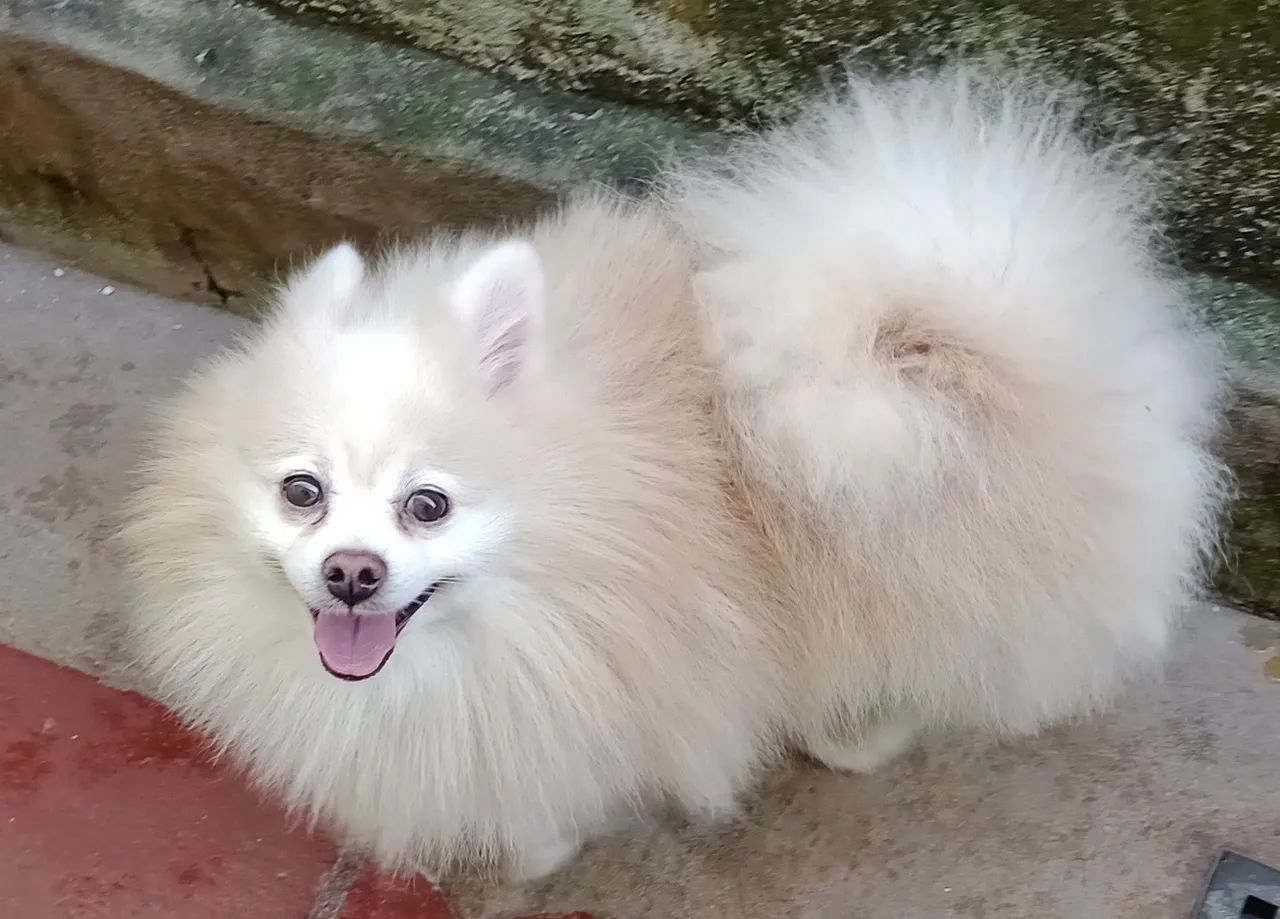 Spitz alemão 