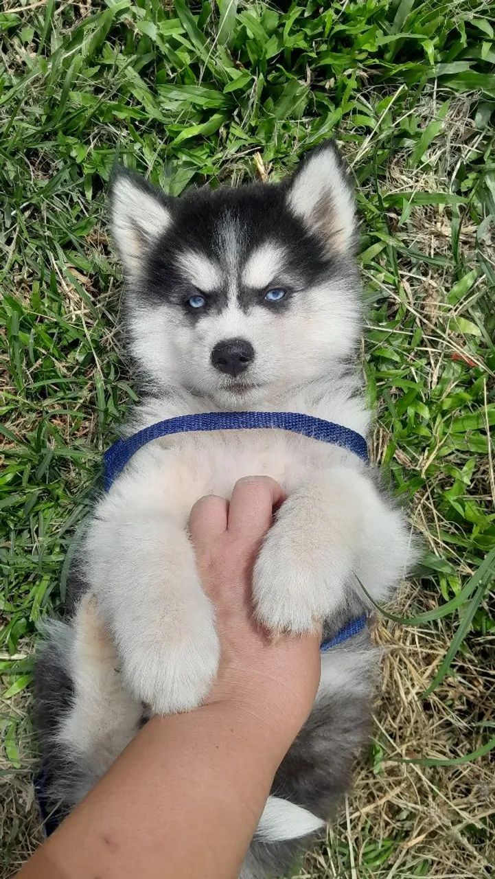 Husky Macho 