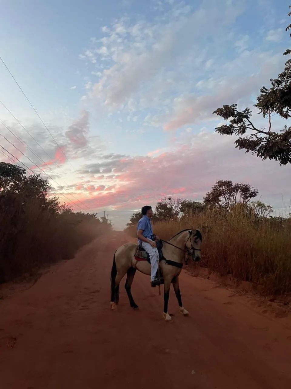 Cavalo  - Foto 4