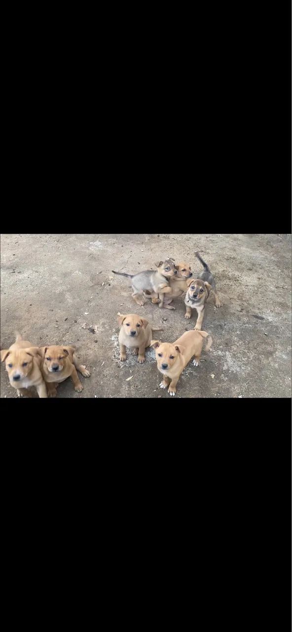 Doação  - Foto 4