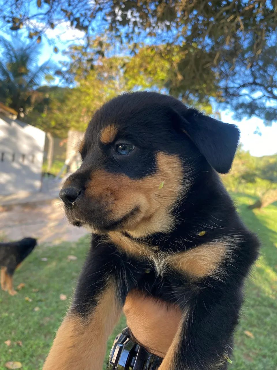 Filhotes de ROTTWEILER COM PASTOR ALEMÃO  - Foto 4