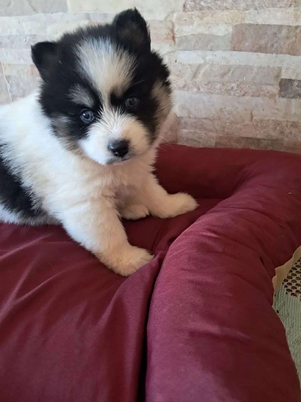 Animais  de estimação  - Foto 3