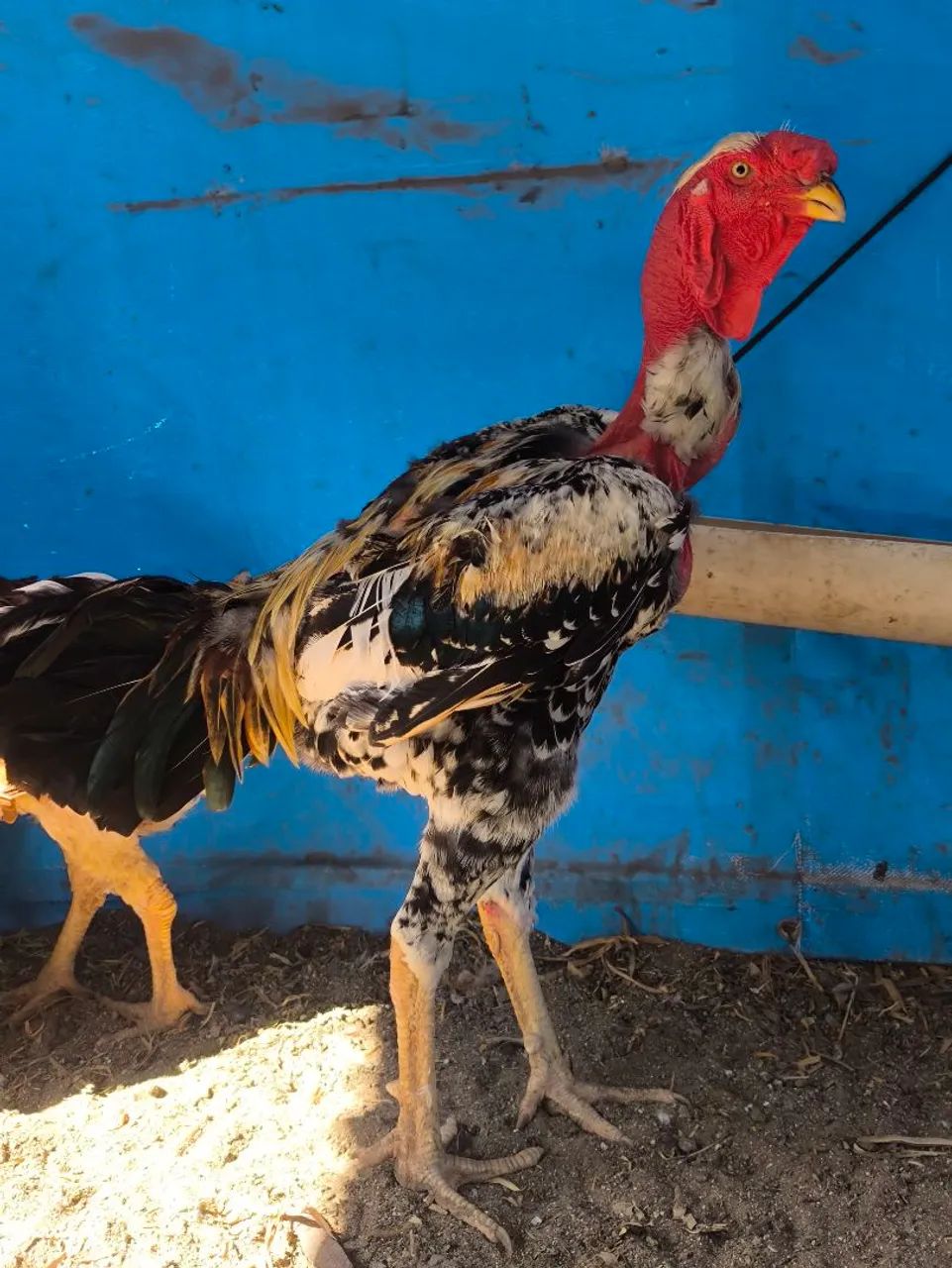 POLACO GIGANTE 