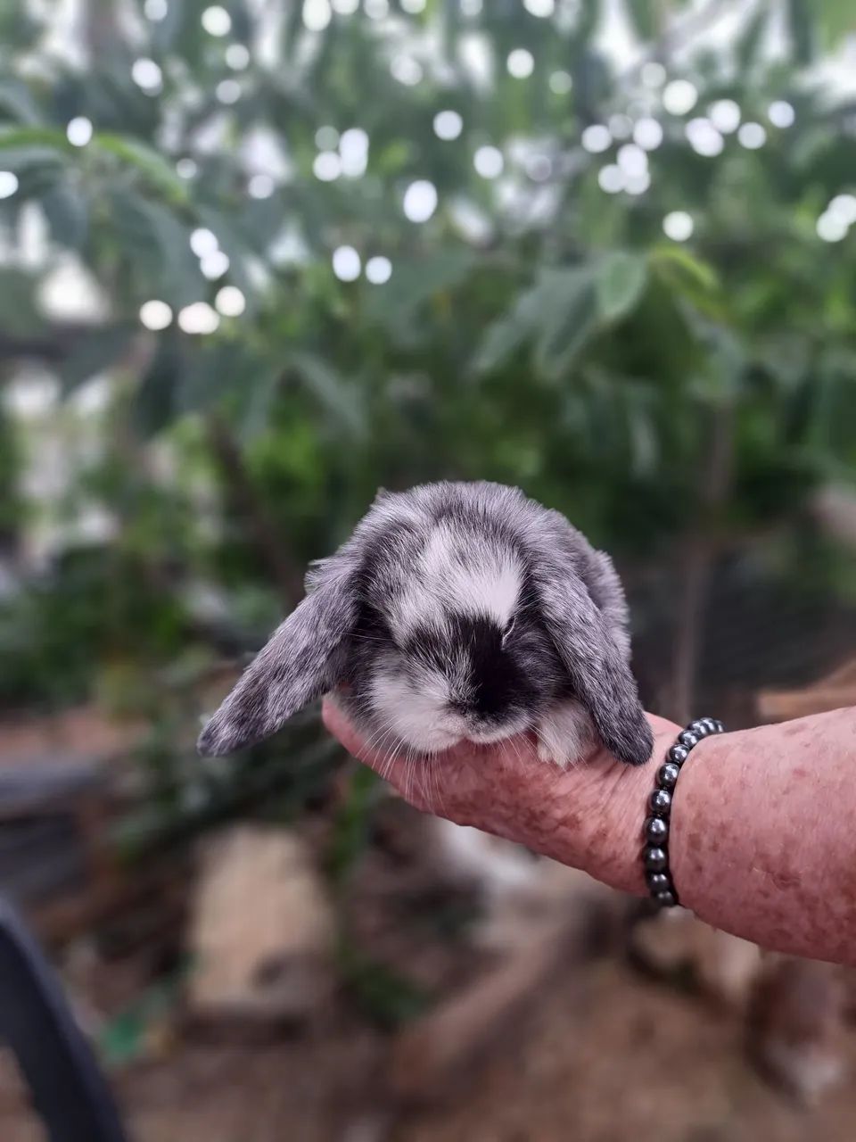 Vendo lindos filhotes de mine Lope uruguaio puros pais no local