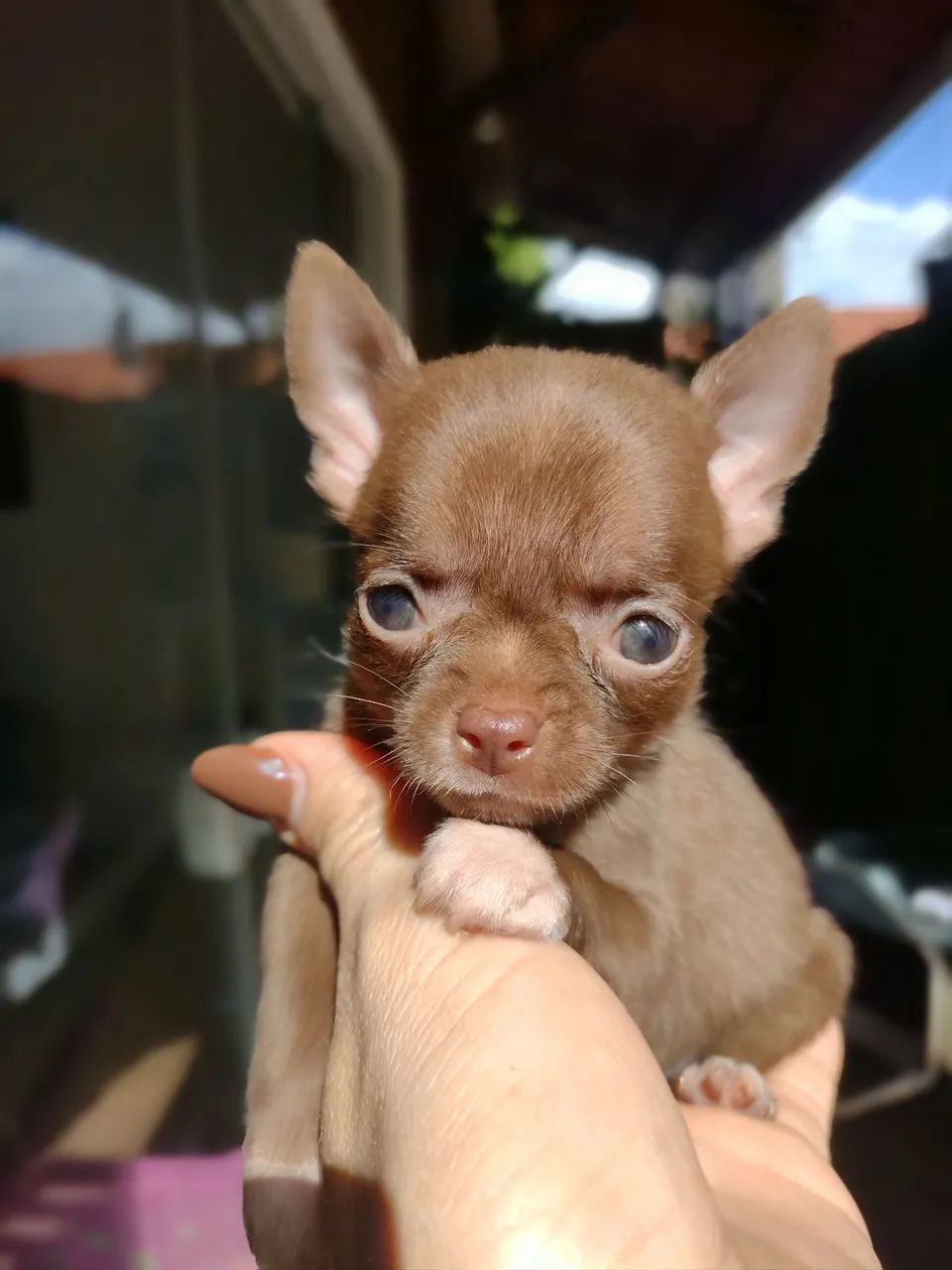 Chihuahua macho  - Foto 4