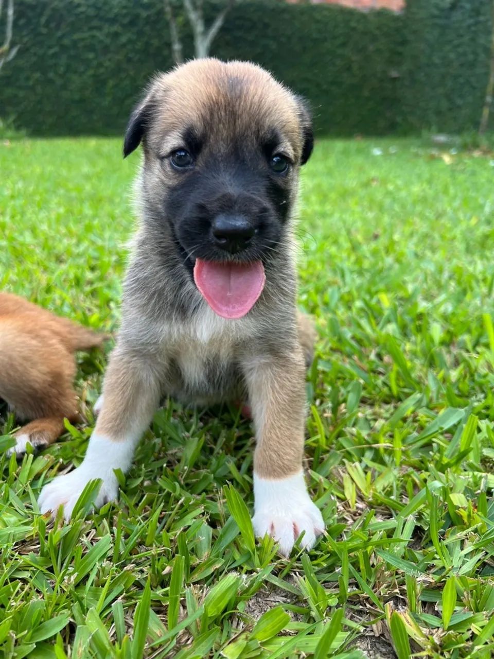 Malinois X Border Collie - Foto 5