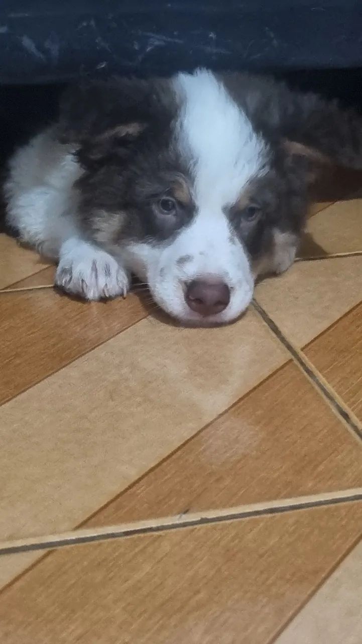 Border collie 