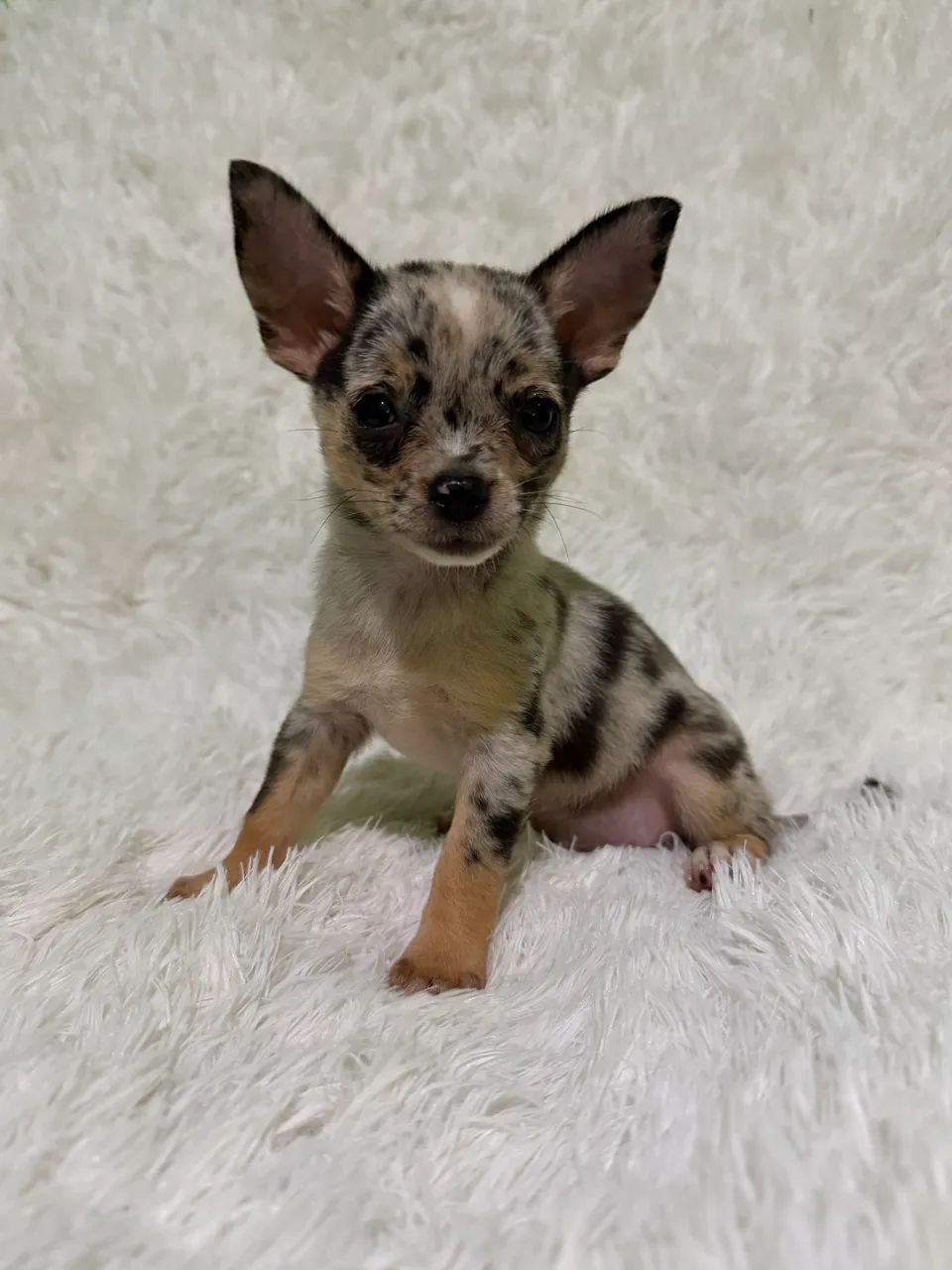 Chihuahuas - Foto 5