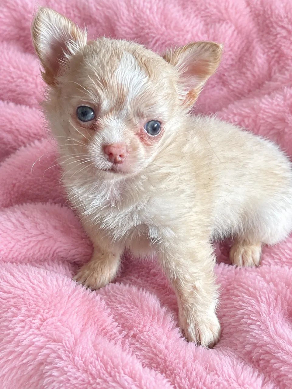 Fêmea chihuahua 