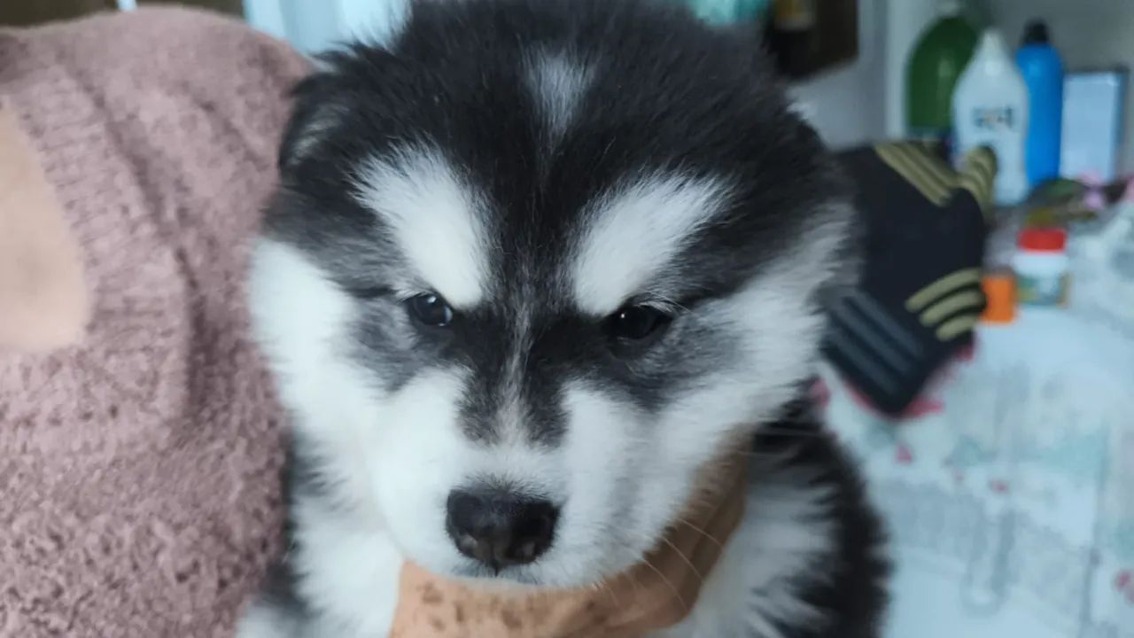 Husky macho 
