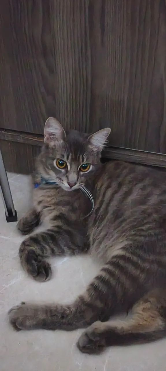GATO PARA ADOÇÃO - Foto 3