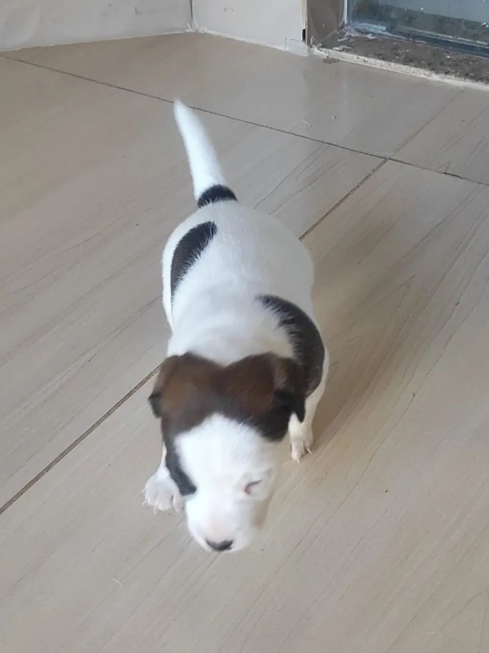 FILHOTES JACK RUSSELL - Foto 4
