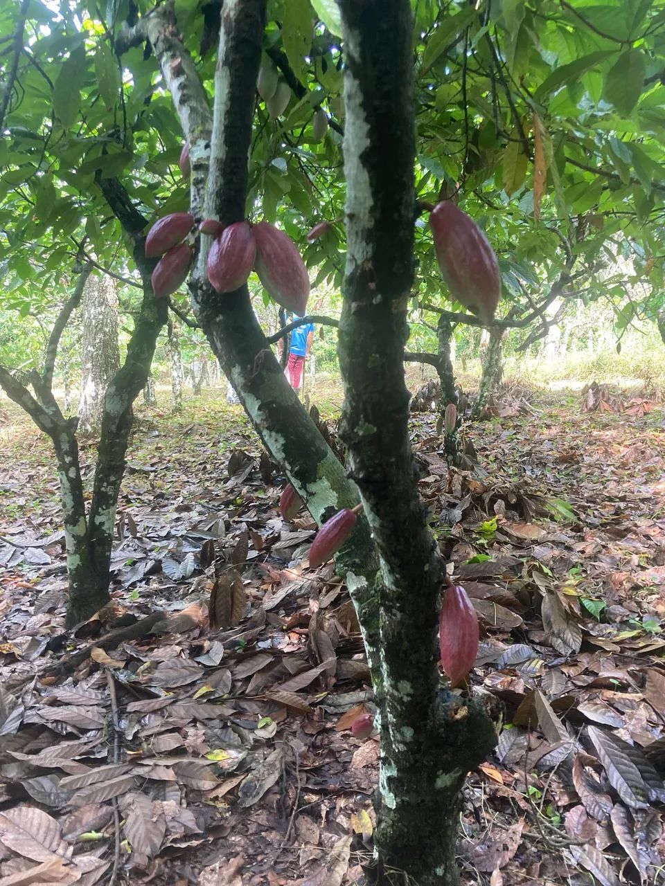 Excelente Sítio na beira da estrada ilhéus Itabuna 