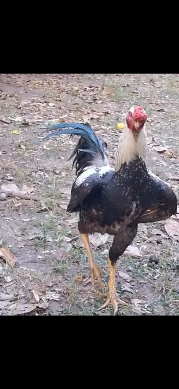 galo 